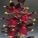  Oncidium  Wildcat 'Golden Red Star' B S